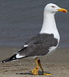 adult LBBG Dutch intergrade in September, ringed in the Netherlands. (85708 bytes)